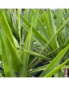 10" Yucca, Cane 3-2-1