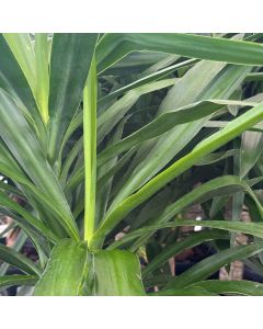 Yucca Std 10"