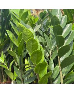 ZZ Plant 8"