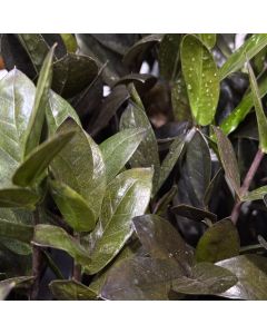 ZZ Plant 4"