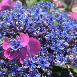 Tuff Stuff Hydrangea