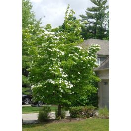 kousa_dogwood.jpg