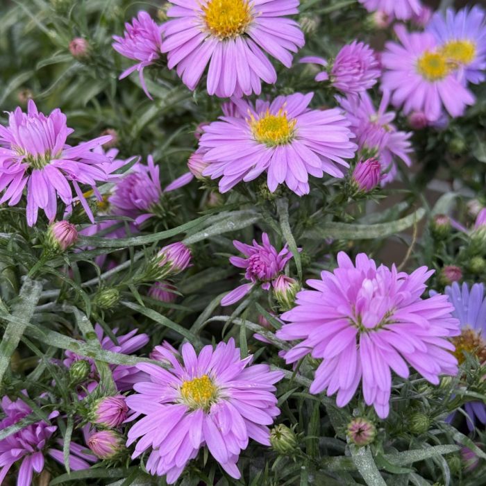 Aster 'Wood's Pink' 1G