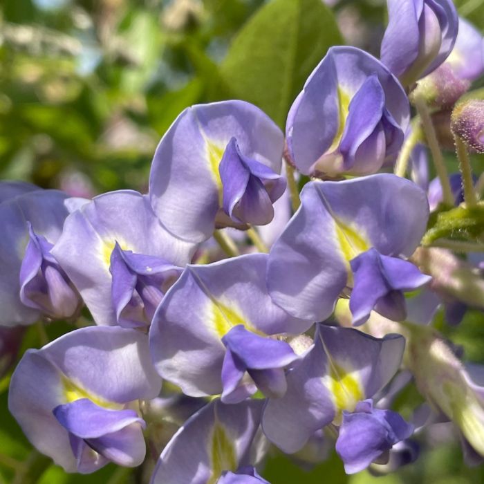 blue_moon_wisteria_2_.jpg