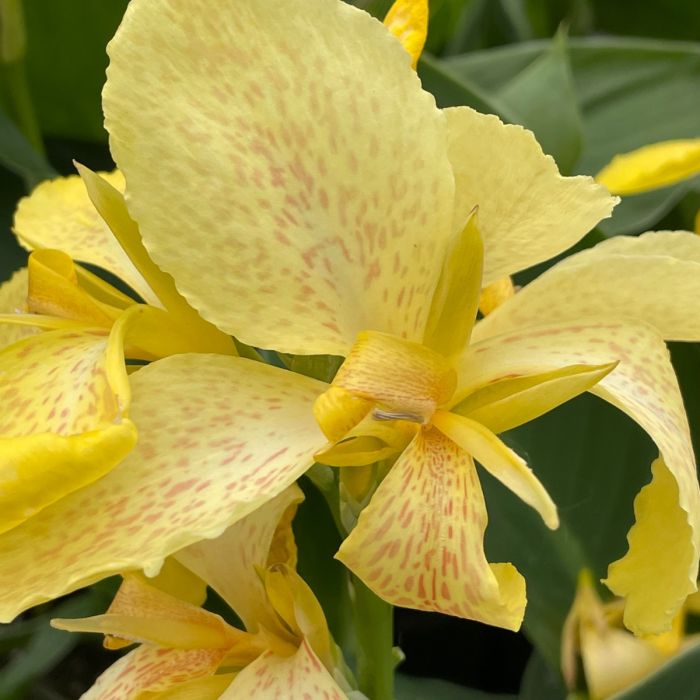 Canna Lily 'Cannova Yellow' 1G