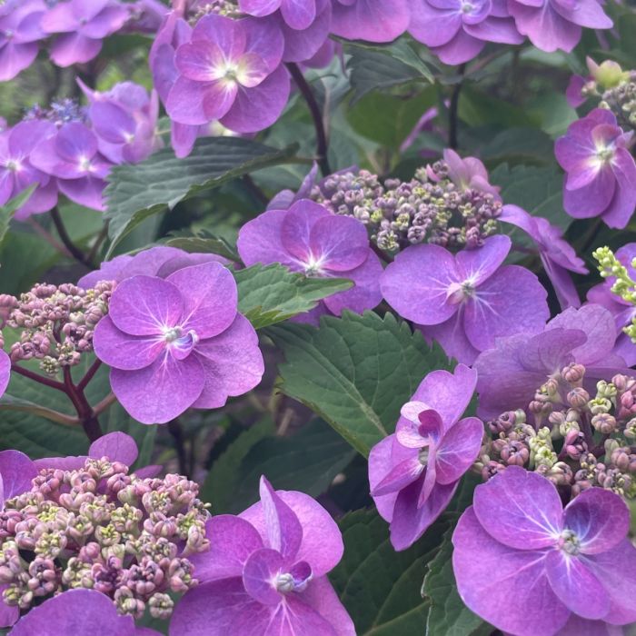 Tuff Stuff Hydrangea