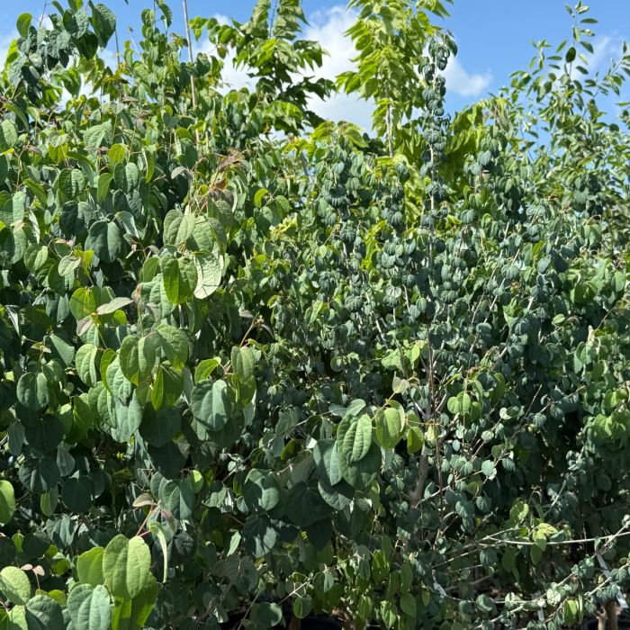 Katsura Tree