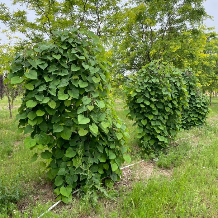 indoor climbing plant support HASTHIP 18Pcs Garden Chain Trellis for Climbing Plants, Hexagon Metal  Design Hasthip