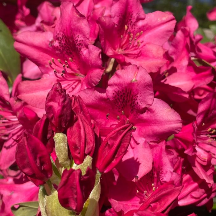 Nova Zembla Rhododendron
