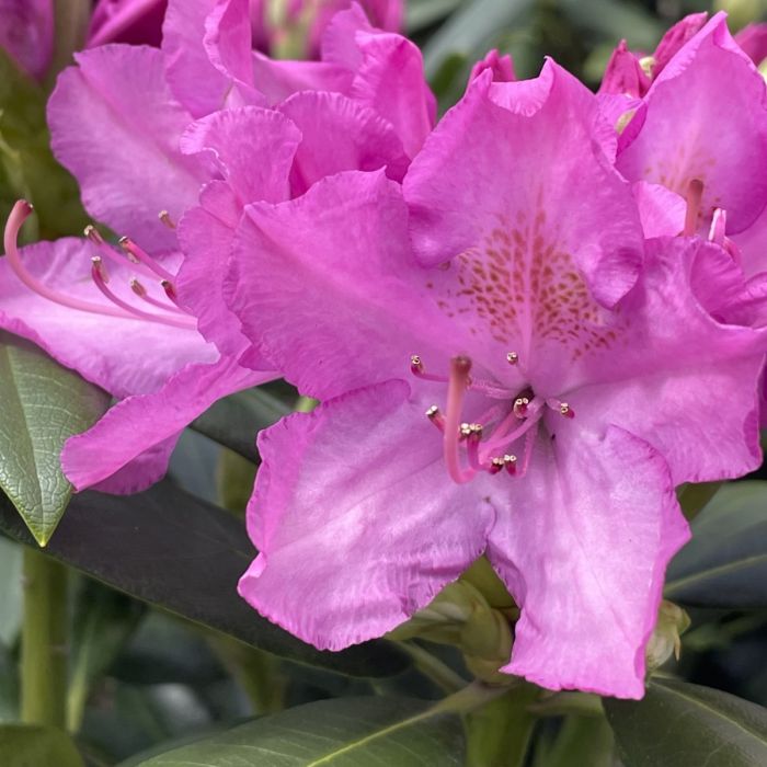 Roseum Pink Rhododendron