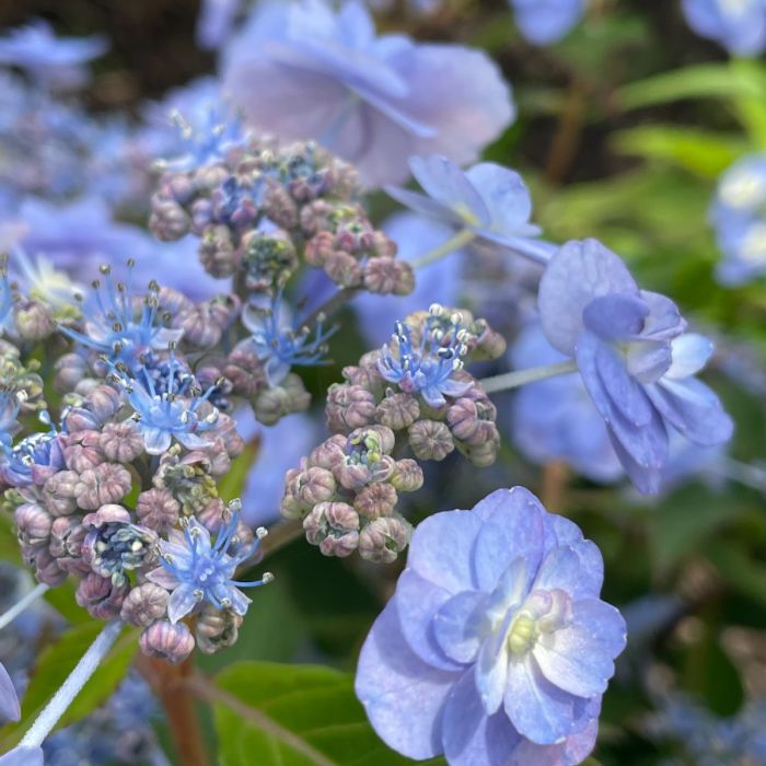Tuff Stuff Hydrangea