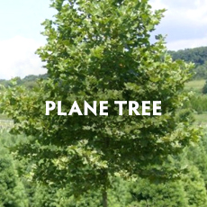Plane Tree