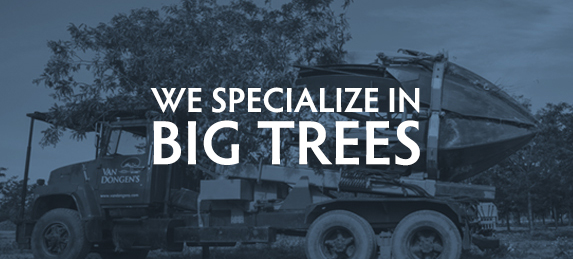 Big trees