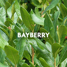 Bayberry