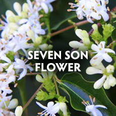 Seven Son Flower