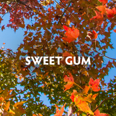 Sweet Gum