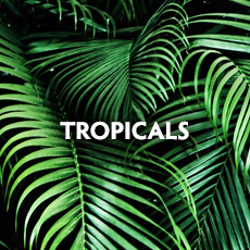 Tropicals