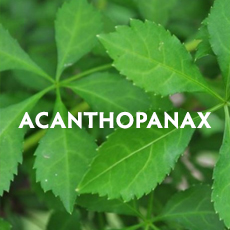 Acanthopanax