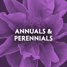 Annuals & Perennials