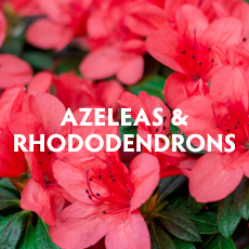 Azaleas & Rhododendrons