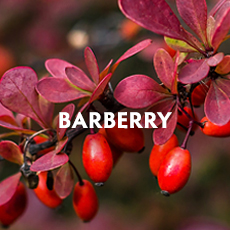 Barberry