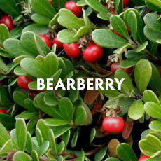 Bearberry