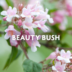 Beauty Bush