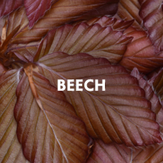 Beech