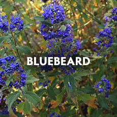 Bluebeard