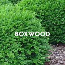 Boxwood