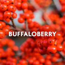 Buffaloberry