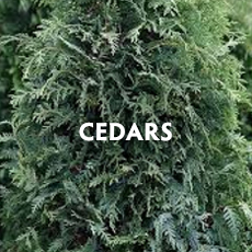 Cedars