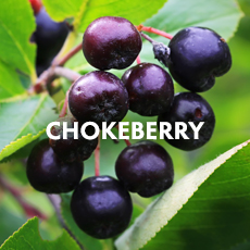Chokeberry