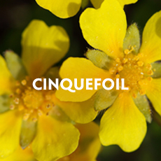 Cinquefoil