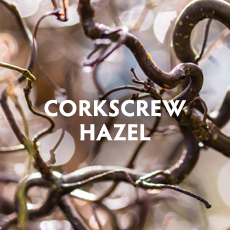 Corkscrew Hazel