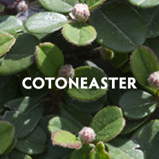 Cotoneaster