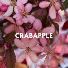 Crabapple