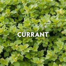 Currant