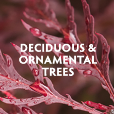 Deciduous & Ornamental Trees