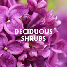 Deciduous Shrubs