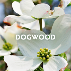 Dogwood