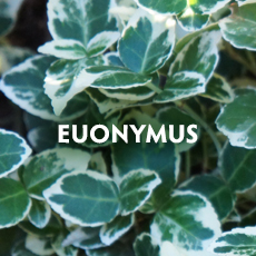 Euonymus