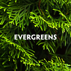 Evergreens