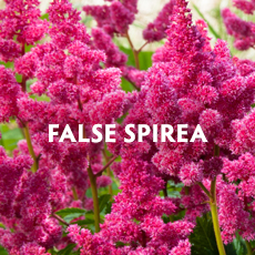 False Spirea