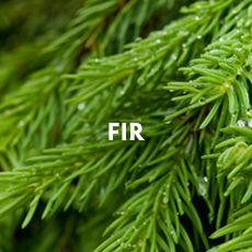 Fir