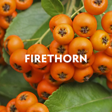 Firethorn