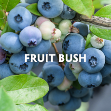 Fruit Bush