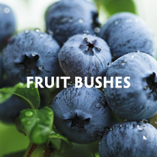 Fruit Bushes