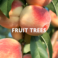 Fruit Trees