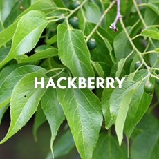 Hackberry